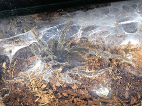 Фото Золотистый социальный птицеед