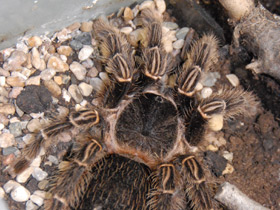 Смотреть фото Птицеед Лазиодора Фото Птицеед Лазиодора