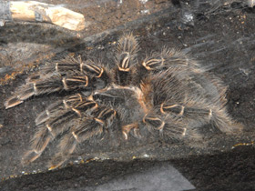 Смотреть фото Птицеед Лазиодора Фото Птицеед Лазиодора