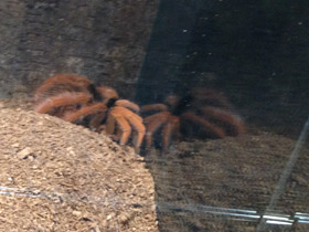 Фото Колумбийский красноногий птицеед