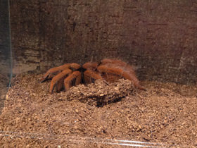 Фото Колумбийский красноногий птицеед