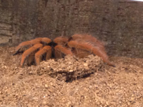 Фото Колумбийский красноногий птицеед