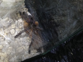 Фото Голубой птицеед