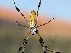 Золотой паук-ткач