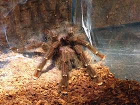 Фото Сизый памфобебеус