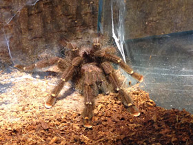 Фото Сизый памфобебеус