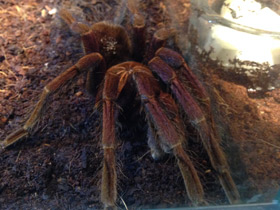 Фото Сизый памфобебеус