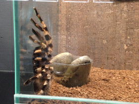 Фото Тигровая пецилотерия