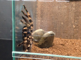 Фото Тигровая пецилотерия