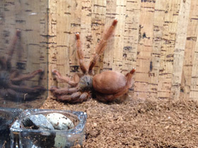 Фото Большой тап