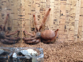 Фото Большой тап