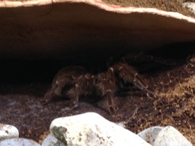 Фото Птицеед-голиаф