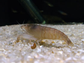 Фото Камерунский фильтратор