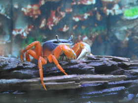 Радужный краб