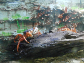 Смотреть фото Радужный краб Фото Радужный краб