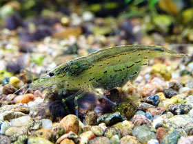 Фото Креветка Амано