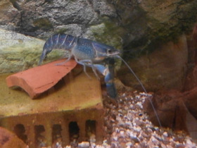 Смотреть фото Рак-херакс красноклешневый Фото Рак-херакс красноклешневый