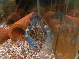 Смотреть фото Рак-херакс красноклешневый Фото Рак-херакс красноклешневый