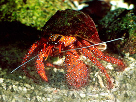 Белоточечный рак–отшельник