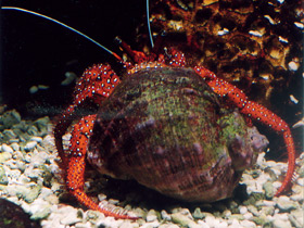 Смотреть фото Белоточечный рак–отшельник Фото Белоточечный рак–отшельник