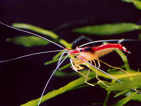 Тихоокеанская креветка-чистильщик