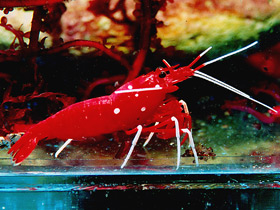 Смотреть фото Креветка-доктор кардинал Фото Креветка-доктор кардинал