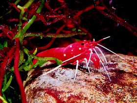 Креветка-доктор кардинал