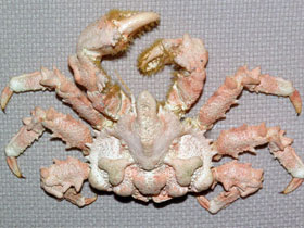 Фото Краб Дерюгина