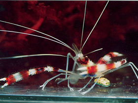 Смотреть фото Поясковая креветка-боксер Фото Поясковая креветка-боксер