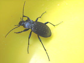 Смотреть фото Жужелица дубравная Фото Жужелица дубравная