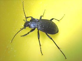 Смотреть фото Жужелица дубравная Фото Жужелица дубравная