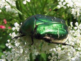 Бронзовка золотистая