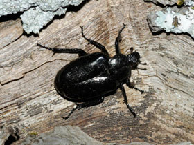 Смотреть фото Отшельник обыкновенный Фото Отшельник обыкновенный