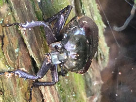 Смотреть фото Отшельник японский Фото Отшельник японский