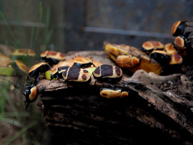 Смотреть фото Бронзовка африканская Фото Бронзовка африканская