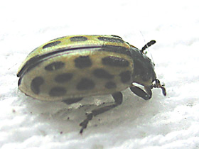 Фото Самые прожорливые животные