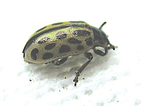 Смотреть фото Двадцатидвухточечная коровка Фото Двадцатидвухточечная коровка