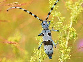 Фото Усач альпийский