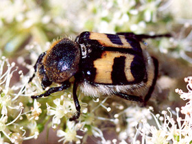 Фото Восковик перевязанный