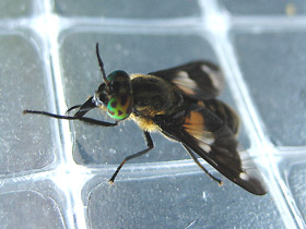 Фото Вампиры вокруг нас