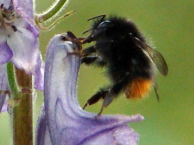 Смотреть фото Тулупчатый шмель Фото Тулупчатый шмель