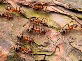 Смотреть фото Восточный лиометопум Фото Восточный лиометопум