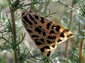Смотреть фото Медведица монгольская Фото Медведица монгольская
