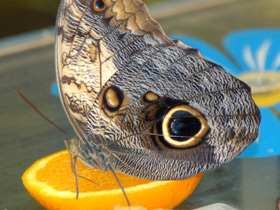 Смотреть фото Брассолиды Фото Брассолиды