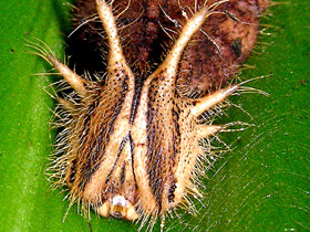 Смотреть фото Брассолиды Фото Брассолиды