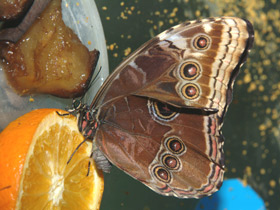 Брассолиды