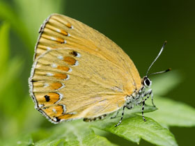 Фото Хвостатка Рафаэля