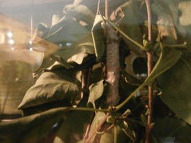 Смотреть фото Коконопряды Фото Коконопряды