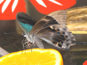 Смотреть фото Морфо ахиллес Фото Морфо ахиллес