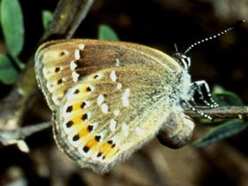 Смотреть фото Голубянка Давида Фото Голубянка Давида